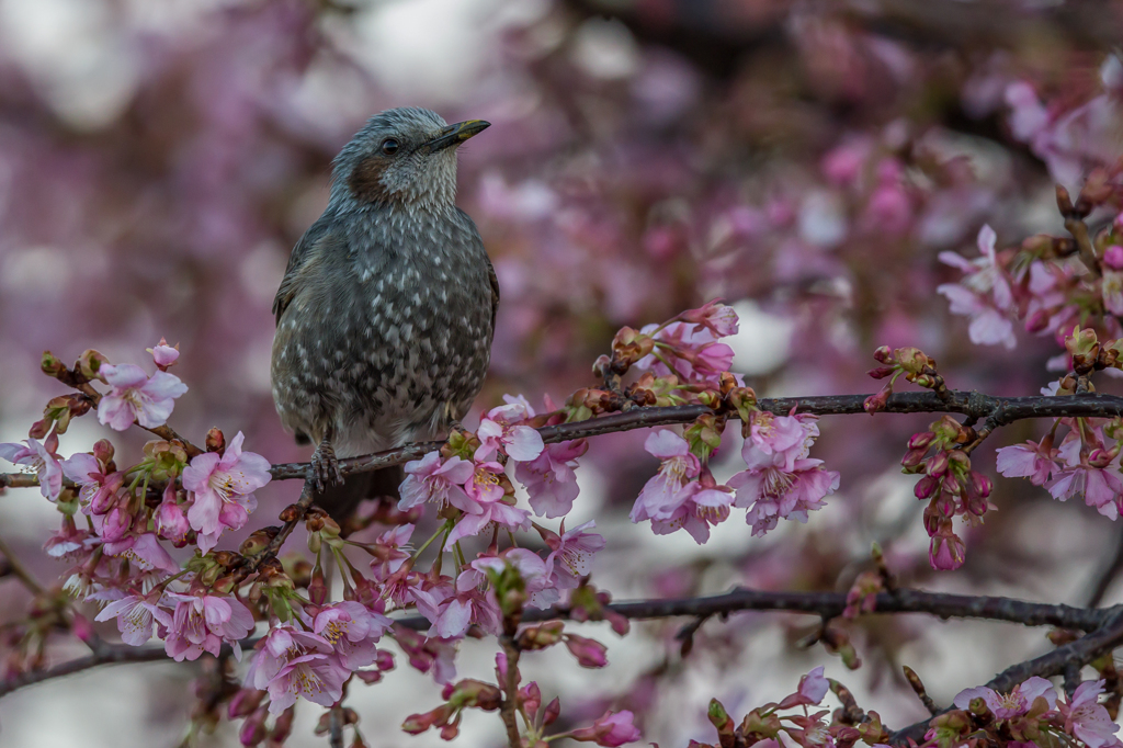 桜ヒヨドリ