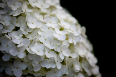 紫陽花