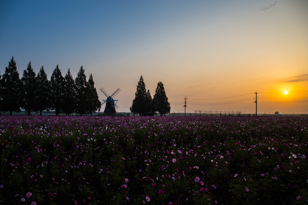 あけぼの山農業公園7