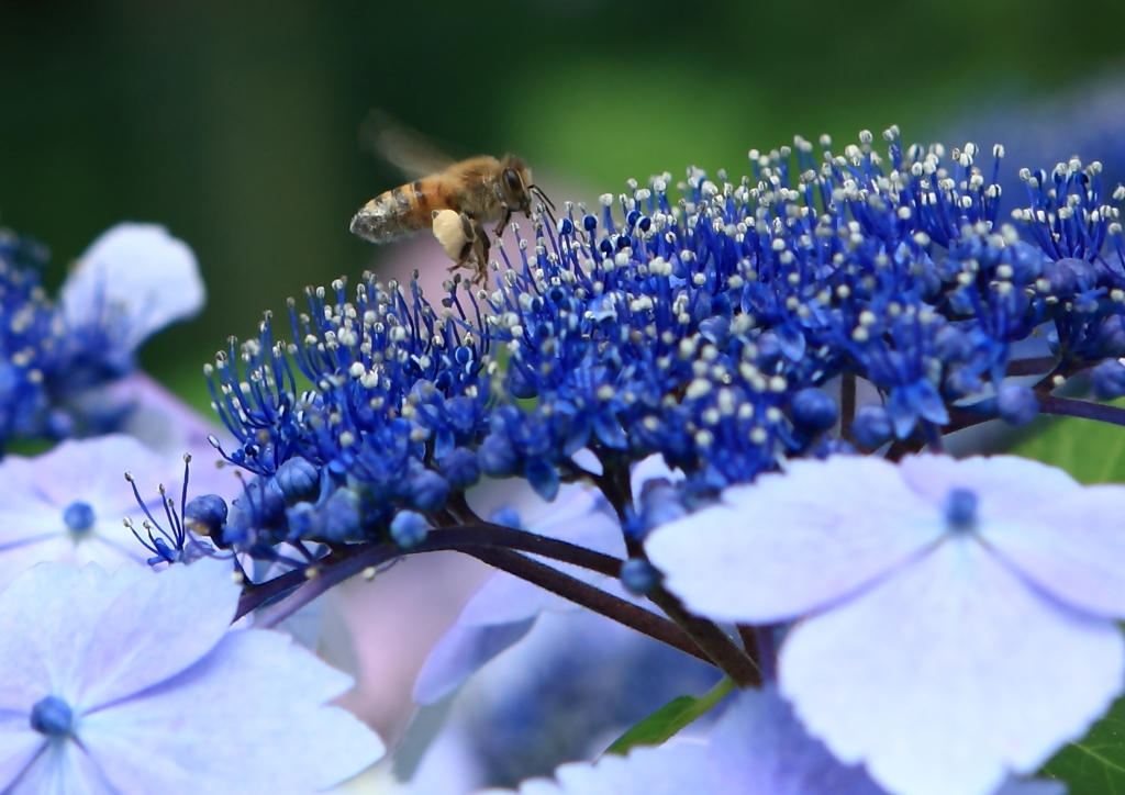 アジサイに舞う