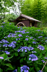 アジサイのある風景