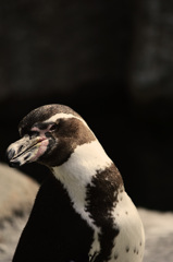 ペンギン