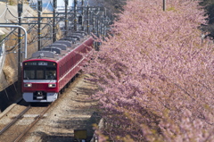 河津桜と赤い電車