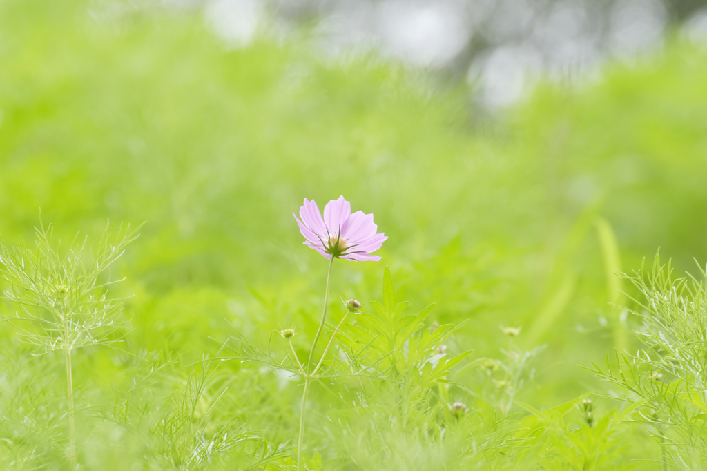 花の丘