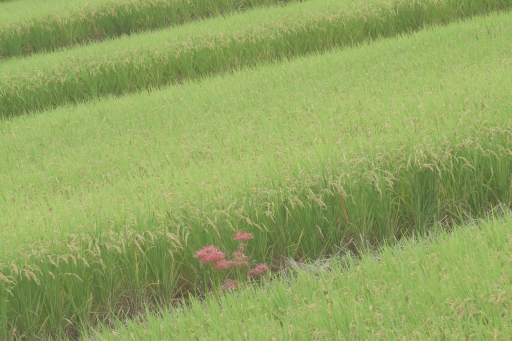 飛鳥の棚田