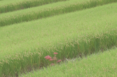 飛鳥の棚田