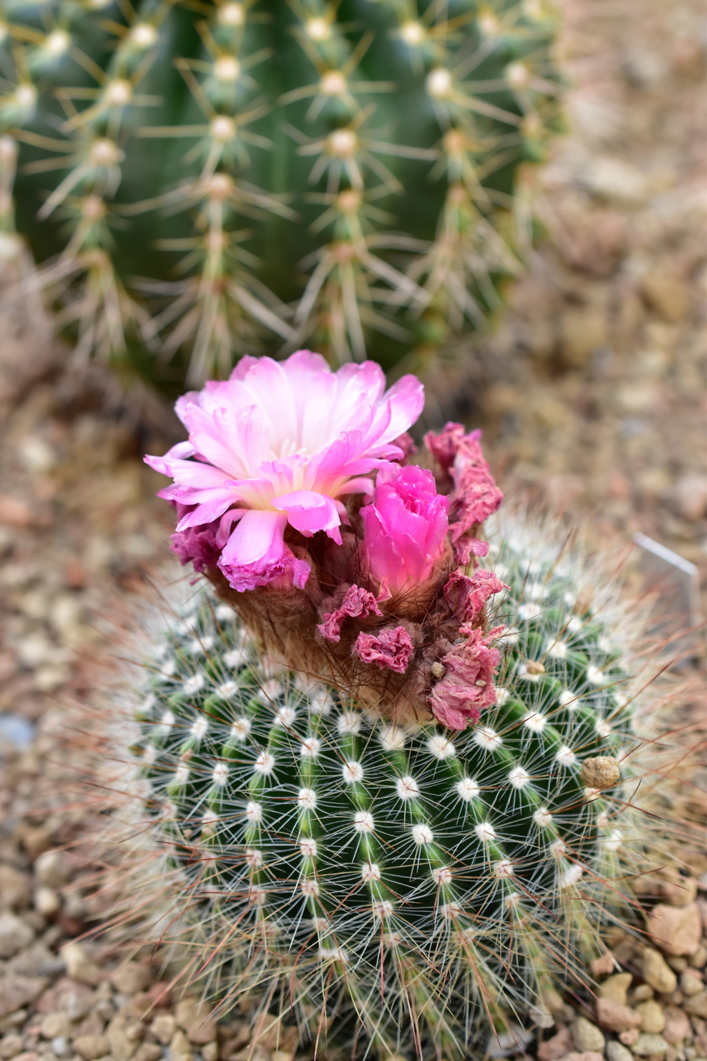 サボテンの花
