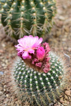 サボテンの花