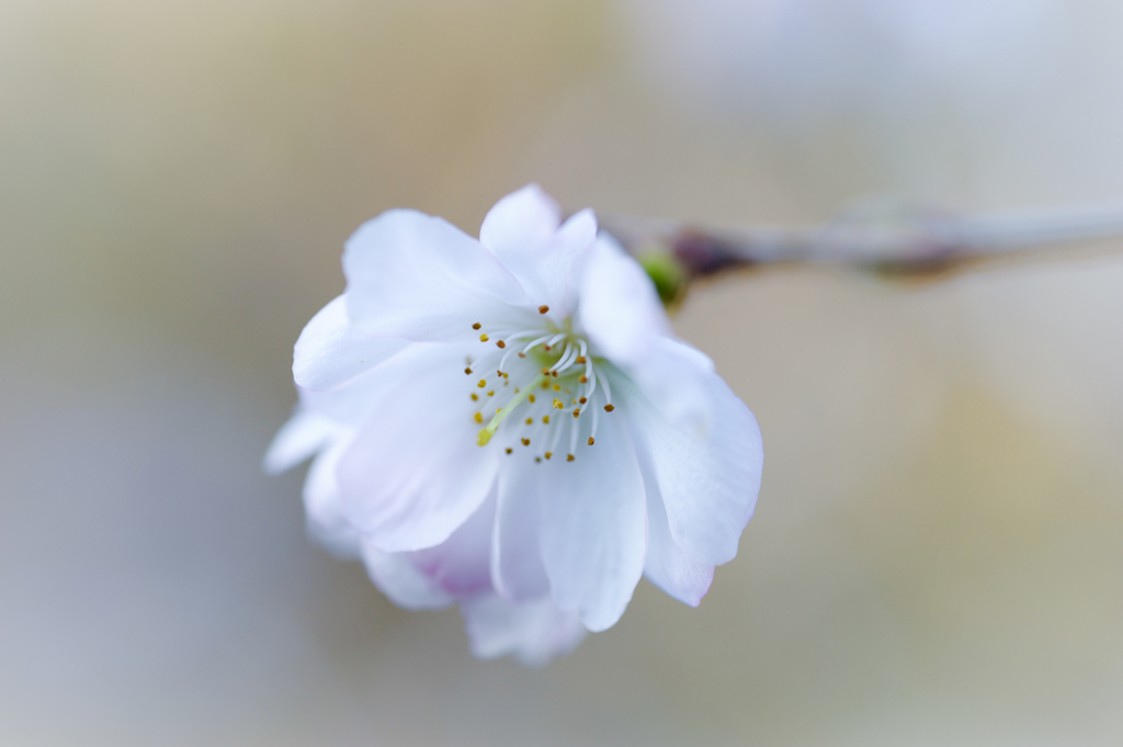 秋の桜