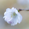 秋の桜