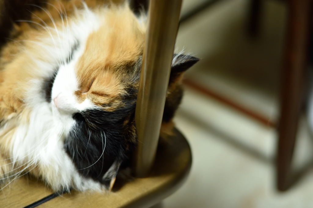 寝る(-_-)゜zzz…