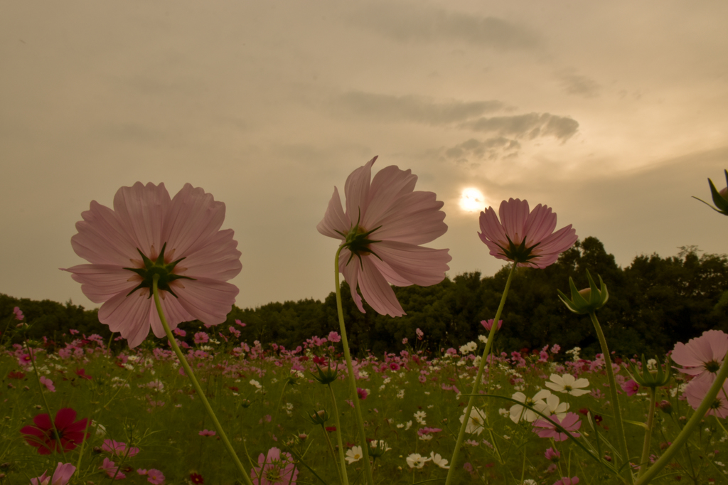 夕暮