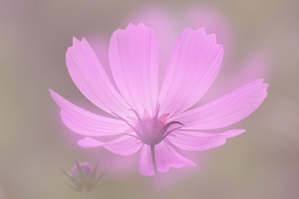 秋桜