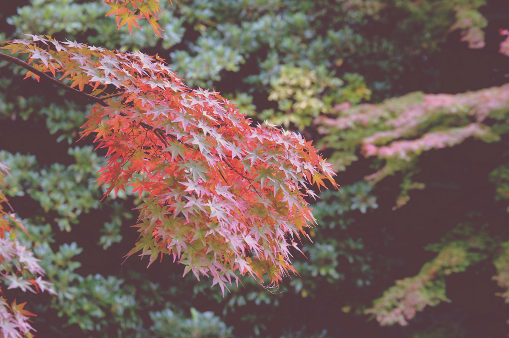 紅葉渓