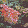 紅葉渓