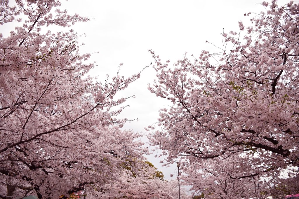 桜の道を