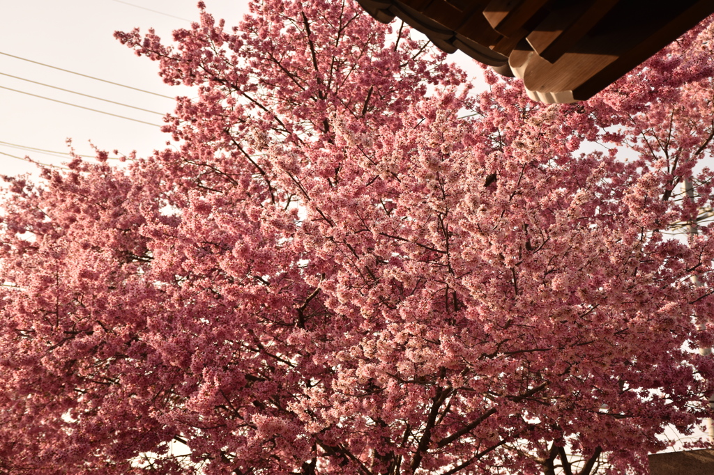 オカメ桜　京都長徳寺
