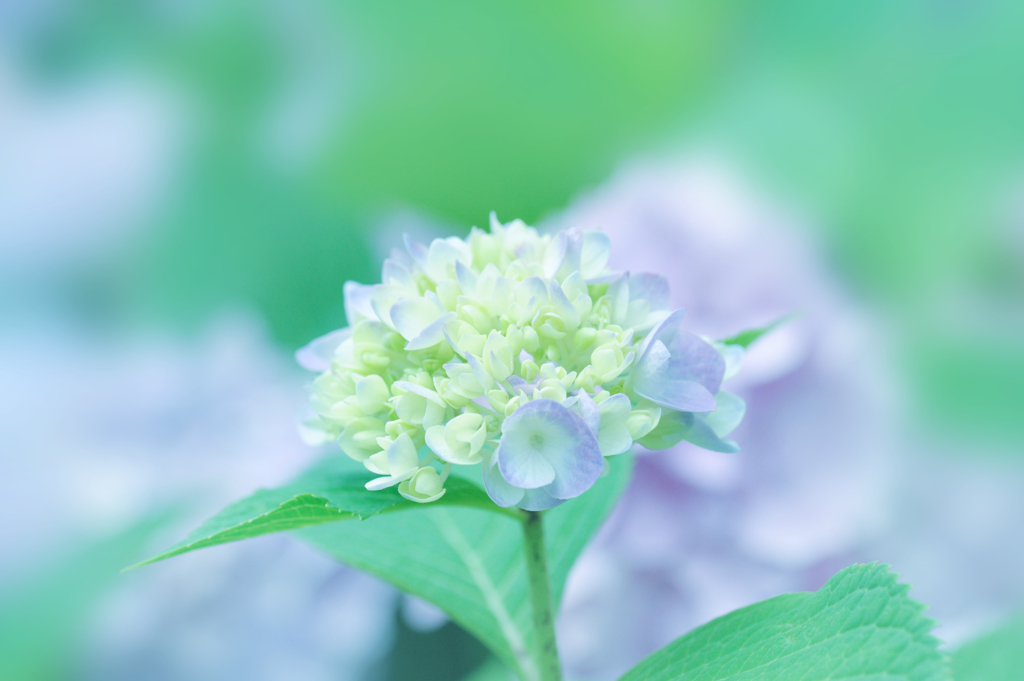 紫陽花