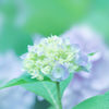 紫陽花