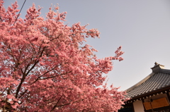 オカメ桜　京都長徳寺2