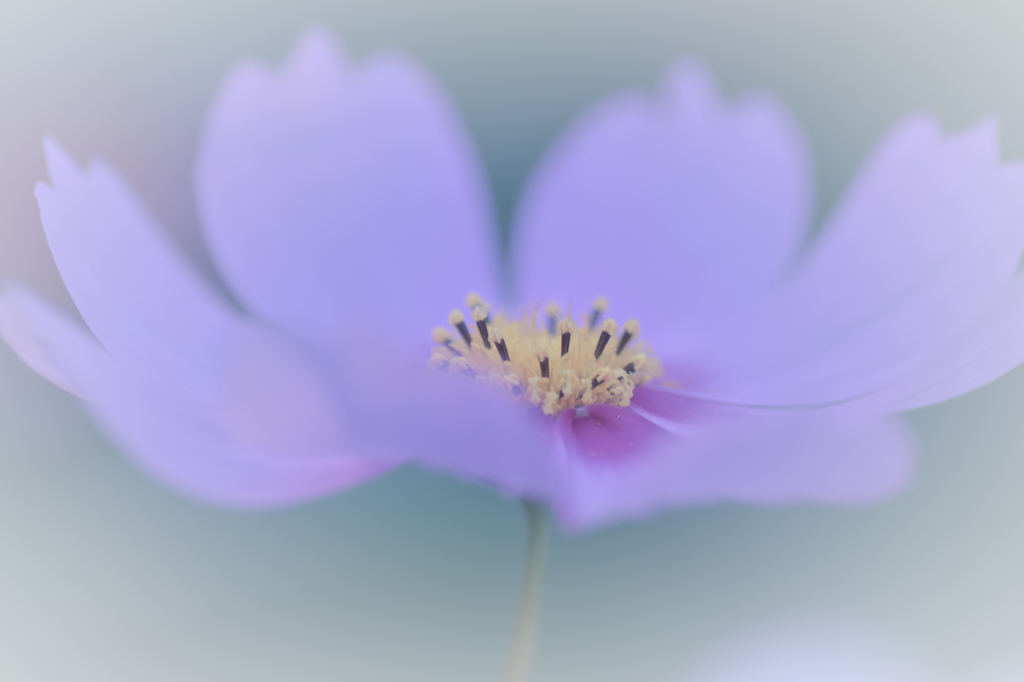 ひらひら