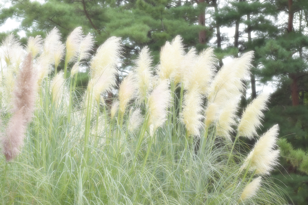 ふわふわもこもこ