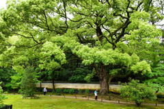 青蓮院#4