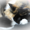 もう寝るのだ
