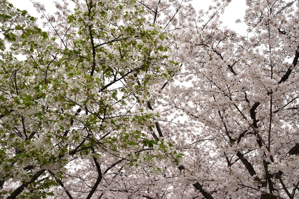 緑と白