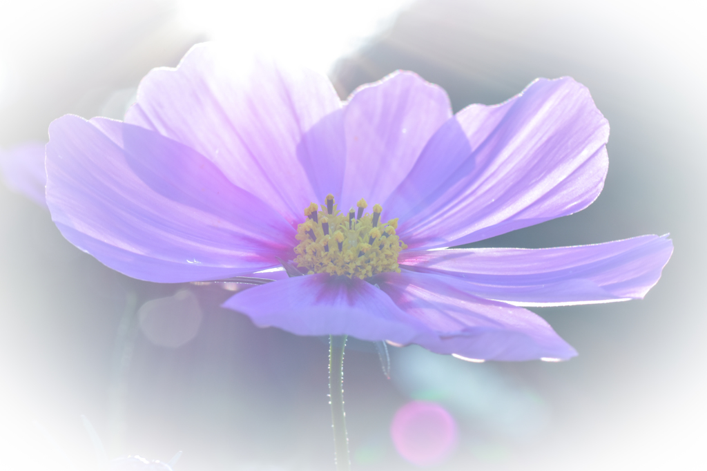 夕刻の秋桜