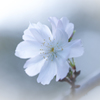 十月桜