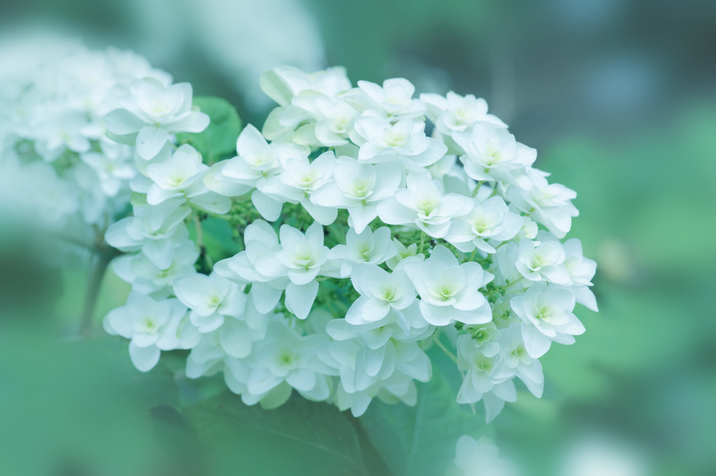 紫陽花