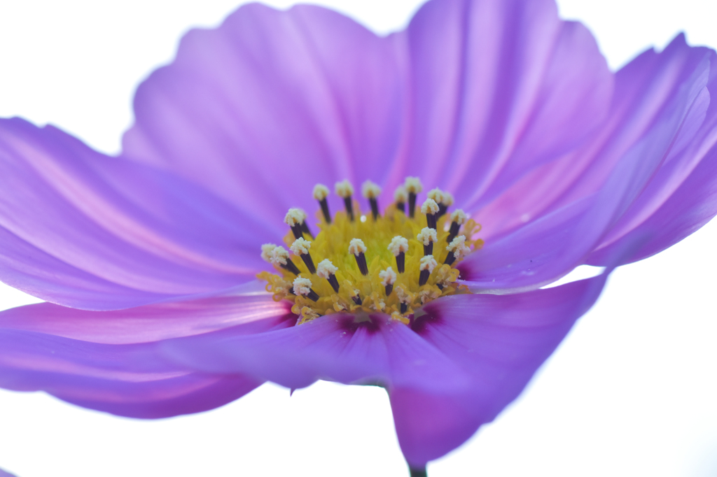 秋の花