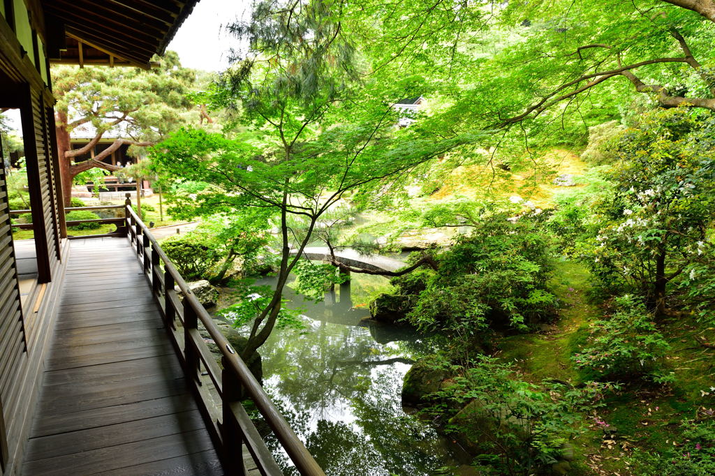 青蓮院　龍心池