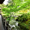 青蓮院　龍心池