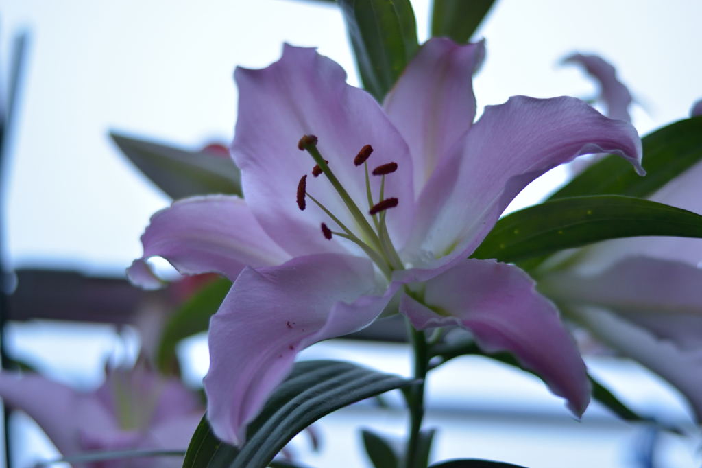 百合満開#2