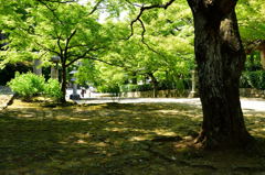 真如堂　参道