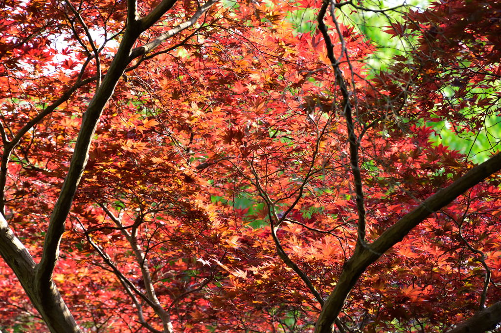 神苑の紅葉