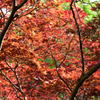 神苑の紅葉