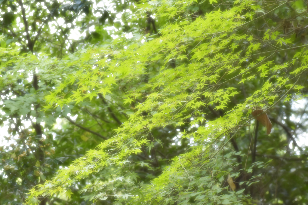 まだまだ緑です