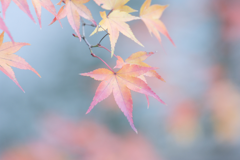 紅葉