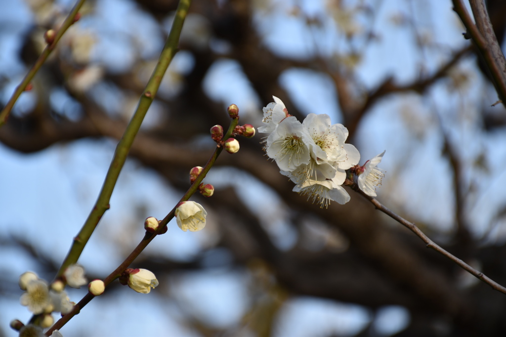 大阪城梅林の梅の花