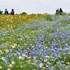 ネモフィラの丘