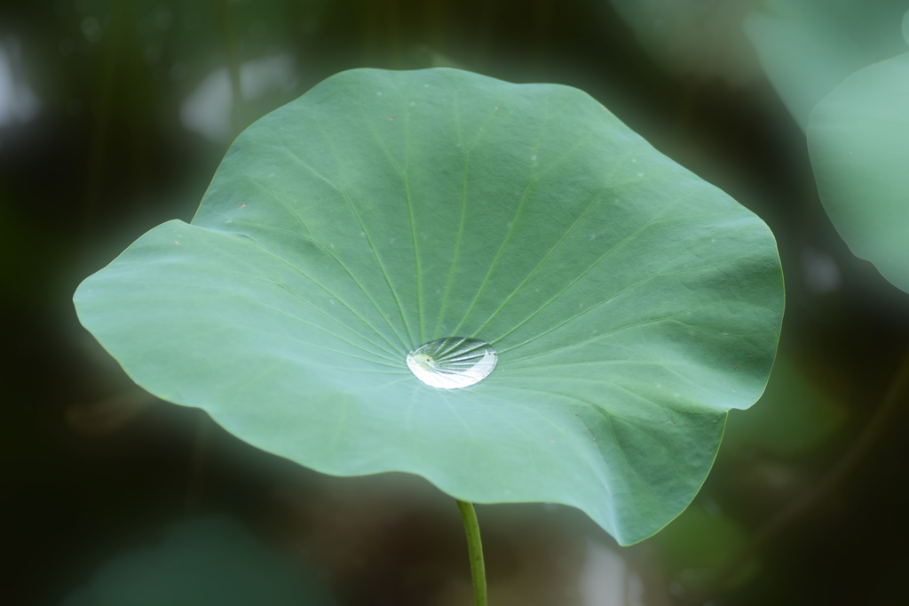 雨のあと