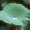 雨のあと