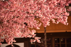 オカメ桜　京都長徳寺3