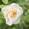 白い薔薇さん