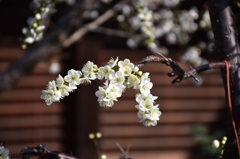 大阪天満宮の梅の花