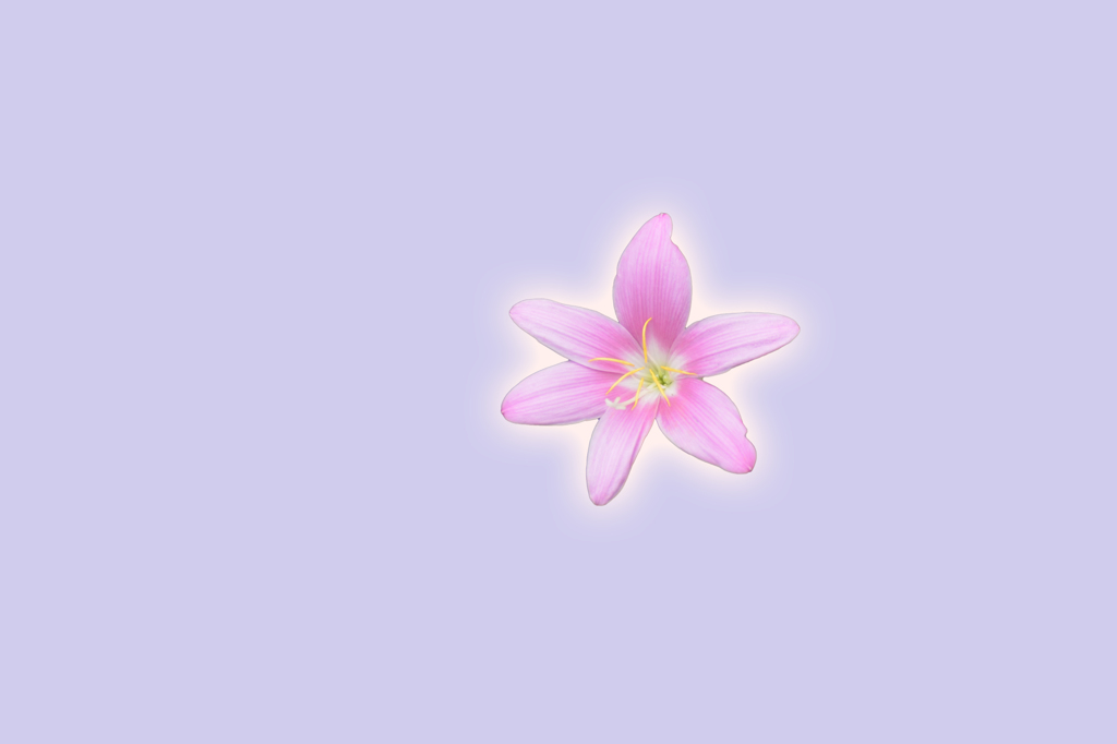 花一輪