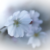 秋の桜